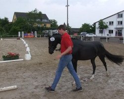 dressage horse Velvet 105 (German Riding Pony, 2010, from Vincent)