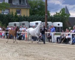 dressage horse Hengst von Fleury (Westphalian, 2013, from Fleury)