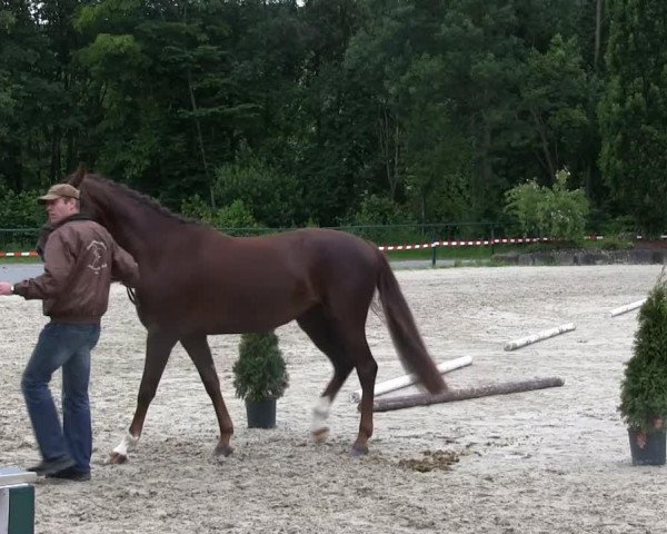 dressage horse Fleur Rubin (Westphalian, 2010, from Fifty Cent)
