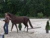 dressage horse Fleur Rubin (Westphalian, 2010, from Fifty Cent)