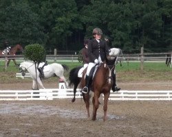 dressage horse Sir Toby 21 (unknown, 2005)