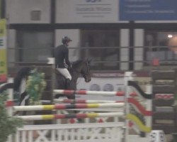 jumper Demet Lamborghini (Oldenburg show jumper, 2008, from Lex Lugar)