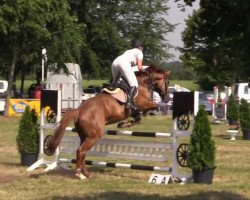 jumper Siggi 47 (Hanoverian, 2008, from Stakkato)