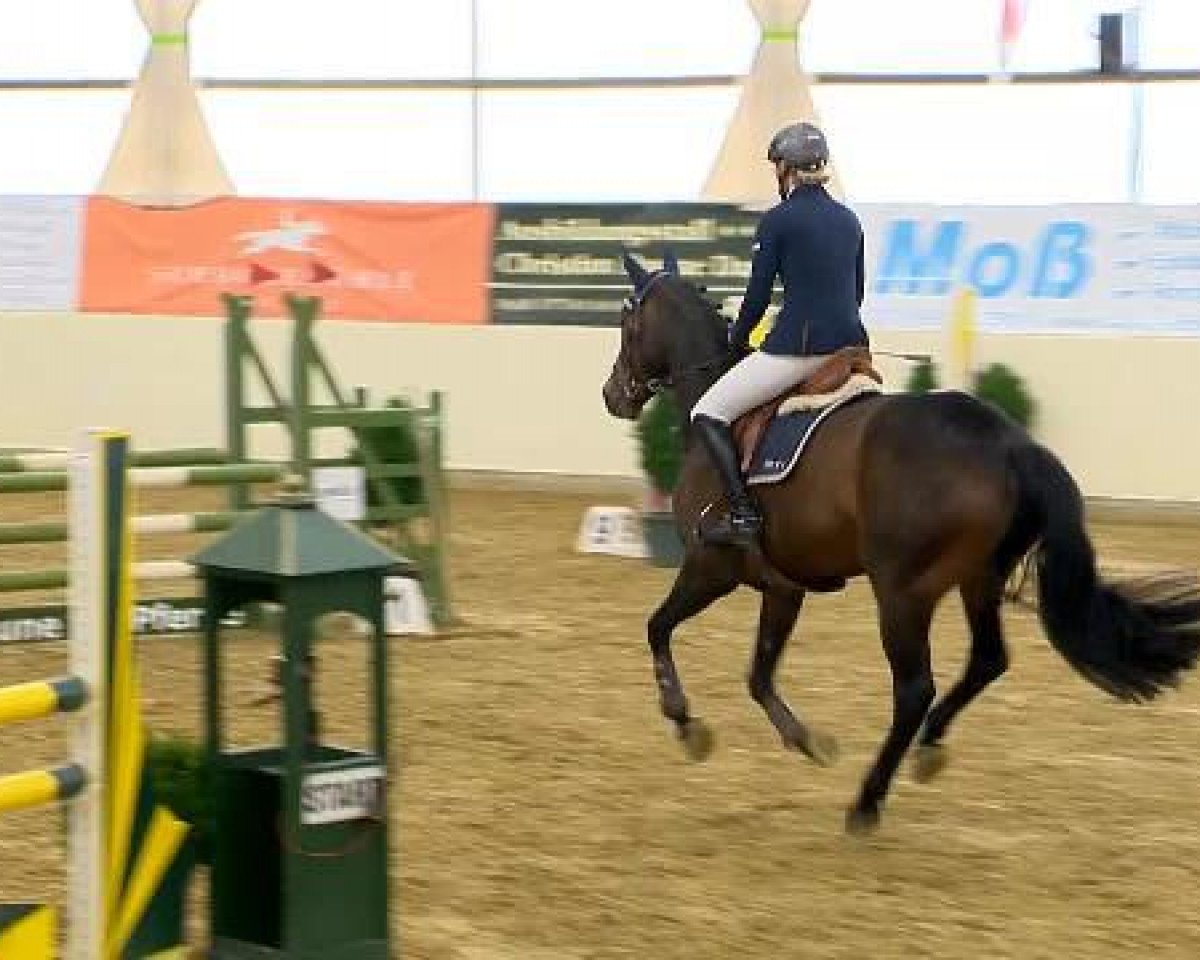 Springpferd Cassinga 3 (Oldenburger, 2009, von Clinton H)
