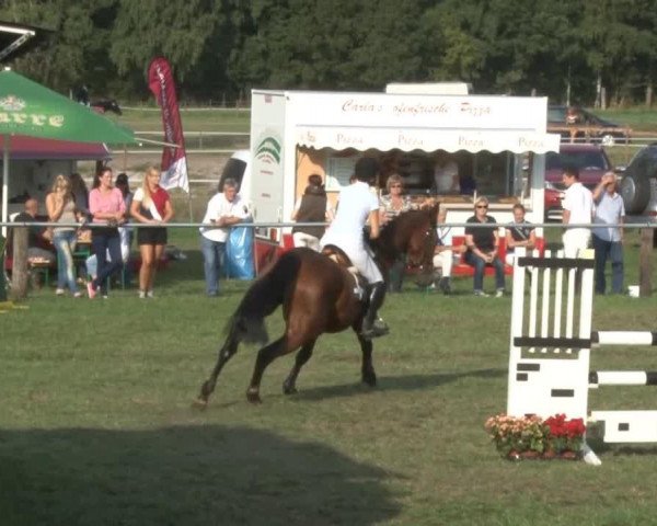 Springpferd Frisbey (Hannoveraner, 2008, von Fundskerl)