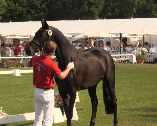 broodmare Solla (Westphalian, 2010, from San Amour I)