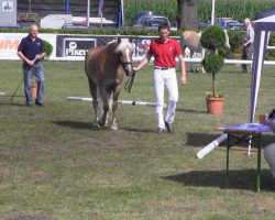 horse Naomi B (Haflinger, 2010, from Napoleon (1,57% ox))