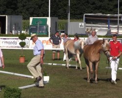 horse Wyona (Haflinger, 2010, from Wildbach)