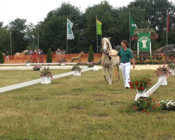 Pferd Ascona (Haflinger, 2010, von Albano)