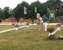 horse Ascona (Haflinger, 2010, from Albano)