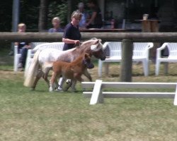 Pferd Hengst von Ferdinand (Shetland Pony (unter 87 cm), 2013, von Ferdinand)