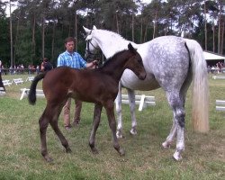 Springpferd Stute von Monte Cain (Westfale, 2013, von Monte Cain)