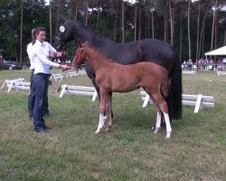 dressage horse Sorentos Girl (Westphalian, 2013, from Sorento OLD)