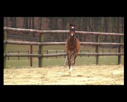 dressage horse Stute von Diamond Hit (Westphalian, 2010, from Diamond Hit)