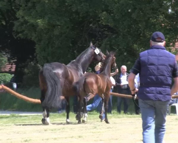 dressage horse Rockefeller 85 (Westphalian, 2013, from Rocky Lee)