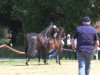 dressage horse Rockefeller 85 (Westphalian, 2013, from Rocky Lee)