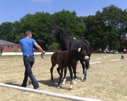 broodmare Stute von Fidertanz (Westphalian, 2013, from Fidertanz)