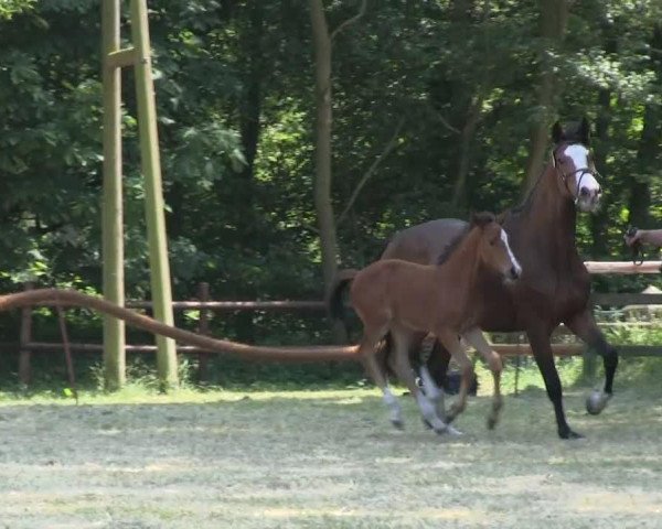 Springpferd Stute von Comme il faut (Westfale, 2013, von Comme il Faut)