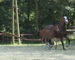 jumper Stute von Comme il faut (Westphalian, 2013, from Comme il Faut)