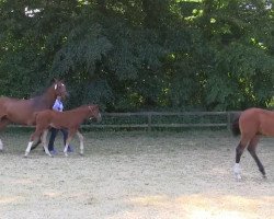 dressage horse De Nada 9 (Westphalian, 2013, from De Niro)