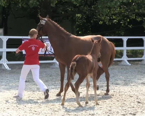 jumper Hengst von Fehkamps Nightley (German Riding Pony, 2013, from Fehkamps Nightley)