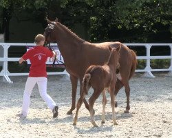 Springpferd Hengst von Fehkamps Nightley (Deutsches Reitpony, 2013, von Fehkamps Nightley)