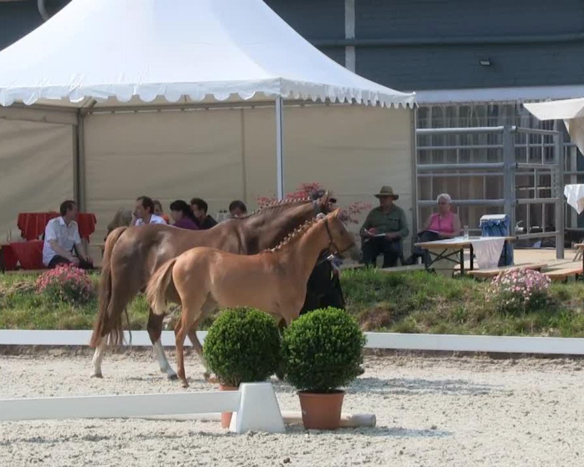 broodmare Dior JV van de korenmolen (German Riding Pony, 2013, from Dimension AT NRW)