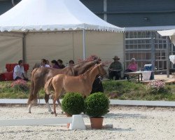 Pferd Dior JV van de korenmolen (Deutsches Reitpony, 2013, von Dimension AT NRW)