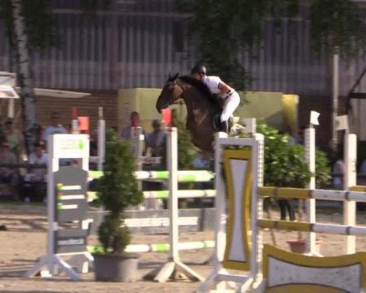 dressage horse Sampiero 2 (Oldenburg, 2008, from Status Quo)