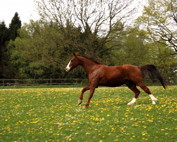 Springpferd Rolex 117 (Bayer, 2004, von L-Royal Touch)