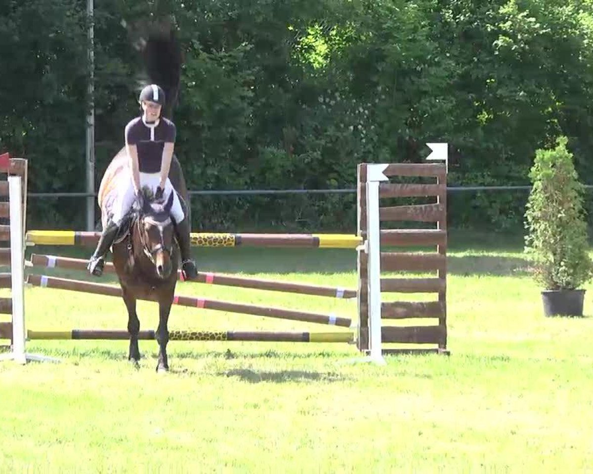 jumper Quintera 21 (Württemberger, 2006, from Quadrigus M)