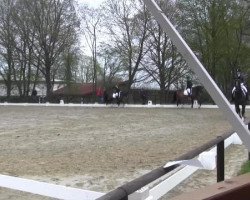 dressage horse Karuso 42 (German Riding Pony, 2004, from Kennedy WE)