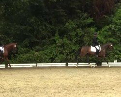 dressage horse Fantastic Feeling 3 (Oldenburg show jumper, 2008, from For Feeling)