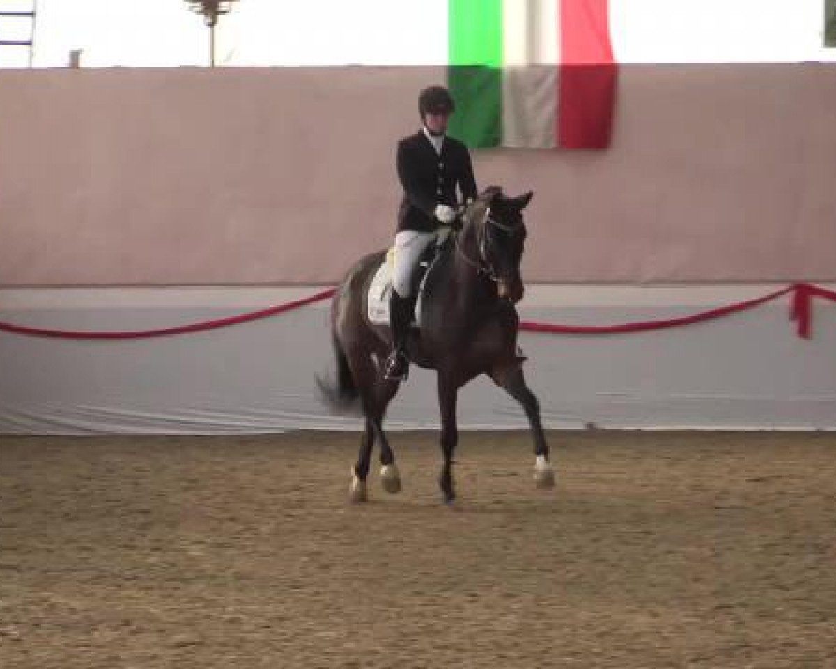 dressage horse Fandango 254 (Westphalian, 2009, from Fifty Cent)