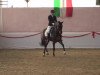 dressage horse Fandango 254 (Westphalian, 2009, from Fifty Cent)