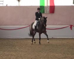 dressage horse Fandango 254 (Westphalian, 2009, from Fifty Cent)