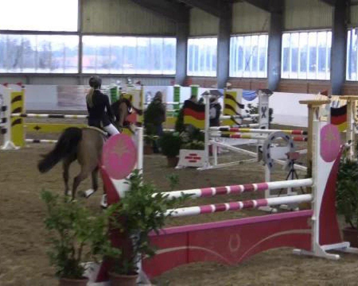 jumper Naruto (German Riding Pony, 2009, from Nagano)