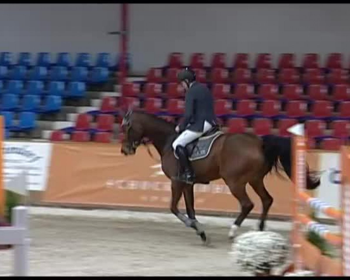 broodmare Carimba B (Hanoverian, 2008, from Contendro I)