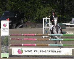 jumper Bravour van de Boswinning (Belgian Warmblood, 2002, from Parco)