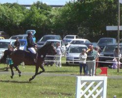 broodmare Conny 367 (Holsteiner, 2004, from Consens)