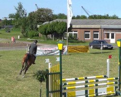 jumper Chopper 6 (Oldenburg show jumper, 2009, from Corrado II)