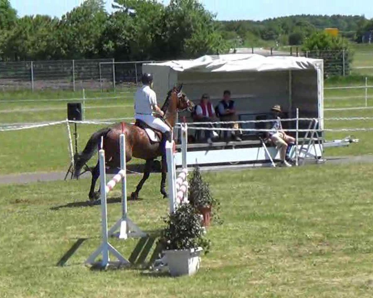 Springpferd Lady Cristo (Holsteiner, 2006, von Cristo)