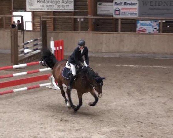 jumper Lorenzo 331 (German Warmblood, 2007, from Lefevre)