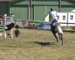 jumper Cuanito (Holsteiner, 2007, from Cliostro)