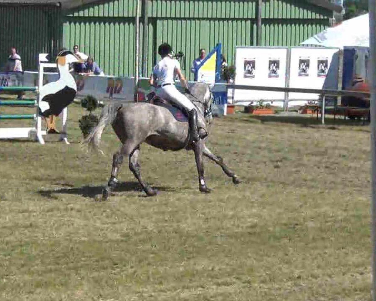 Pferd Charly 1499 (Holsteiner, 2008, von Clearway)