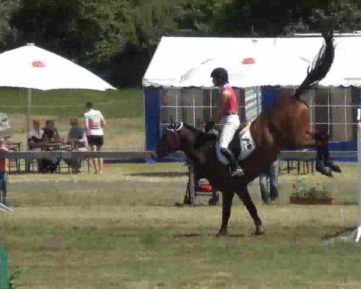 jumper Carlo Carlucci 4 (Holsteiner, 2008, from Carentan)