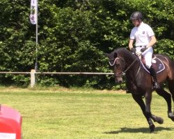 stallion Un Avenir Des Peux (Selle Français, 2008, from Ilvien des Mielles)