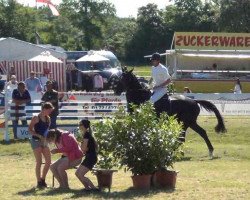 jumper Casimir Royal (Holsteiner, 2008)