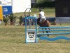 jumper Capacity Anibelle (Danish Warmblood, 2008)