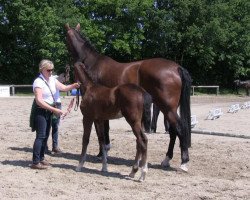 horse Stute von Metall (Westphalian, 2013, from Métall)